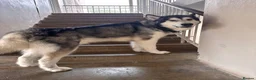 Alaskan Malamute dogs for sale: Lovable Alaskan malamute needing a new home - Advert 3