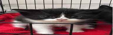 tuxedo female kitten 