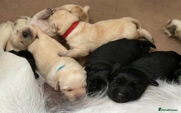 Labrador Retriever dogs for sale: Labrador puppy's - Image 4
