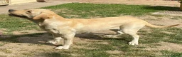 Labrador Retriever dogs for sale: Lovely Creamy Yellow Girl - Advert 4