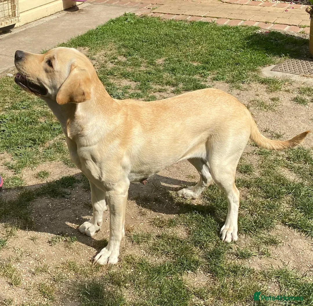 Labrador Retriever dogs for sale: Lovely Creamy Yellow Girl - Advert 4