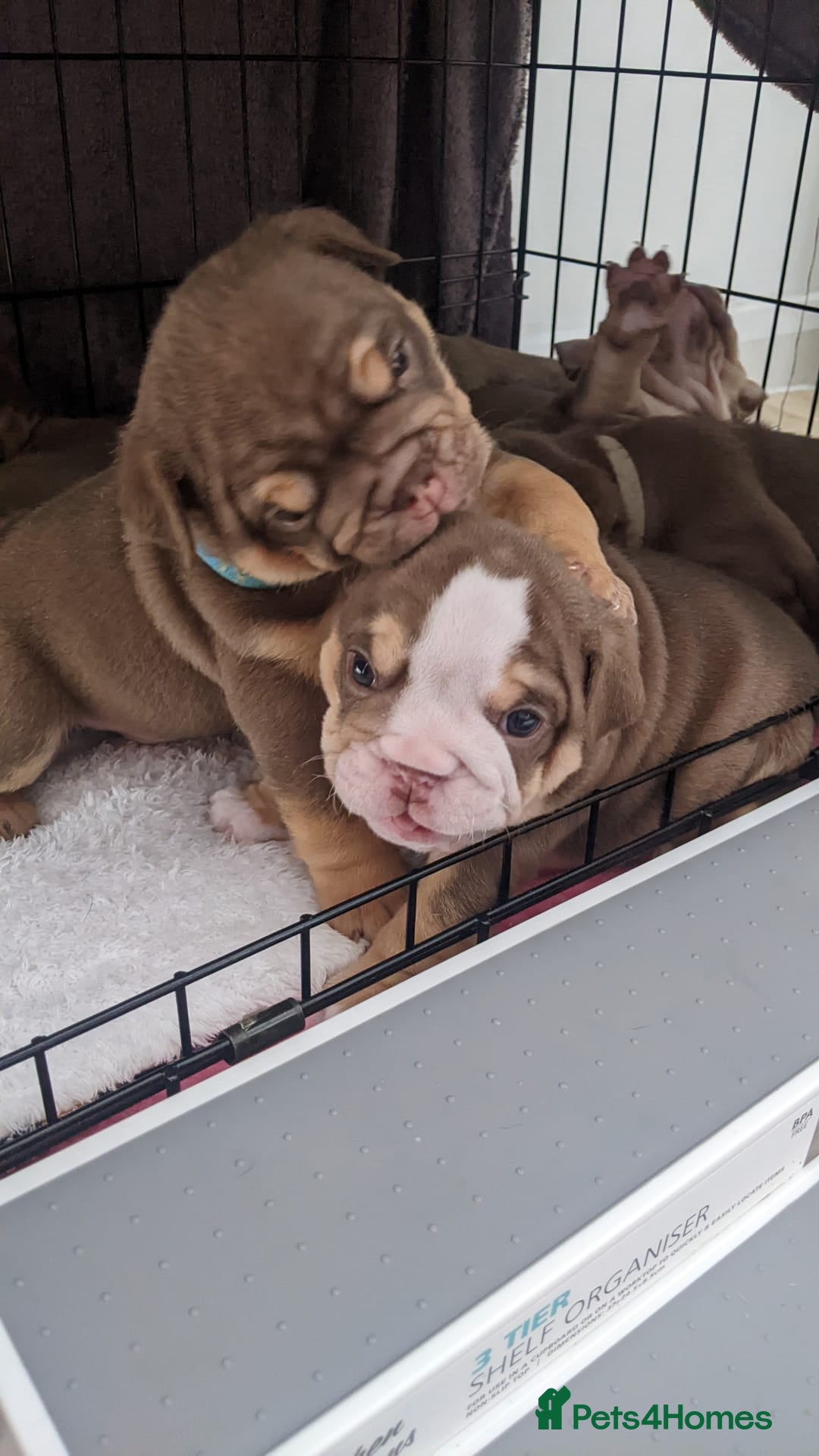 English Bulldog dogs for sale: Forever homes  - Image 7