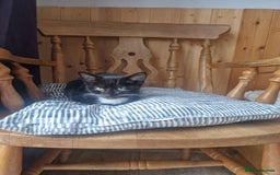 Mixed Breed cats for sale: 2 male 1 female kitten very ready to go - Image 4