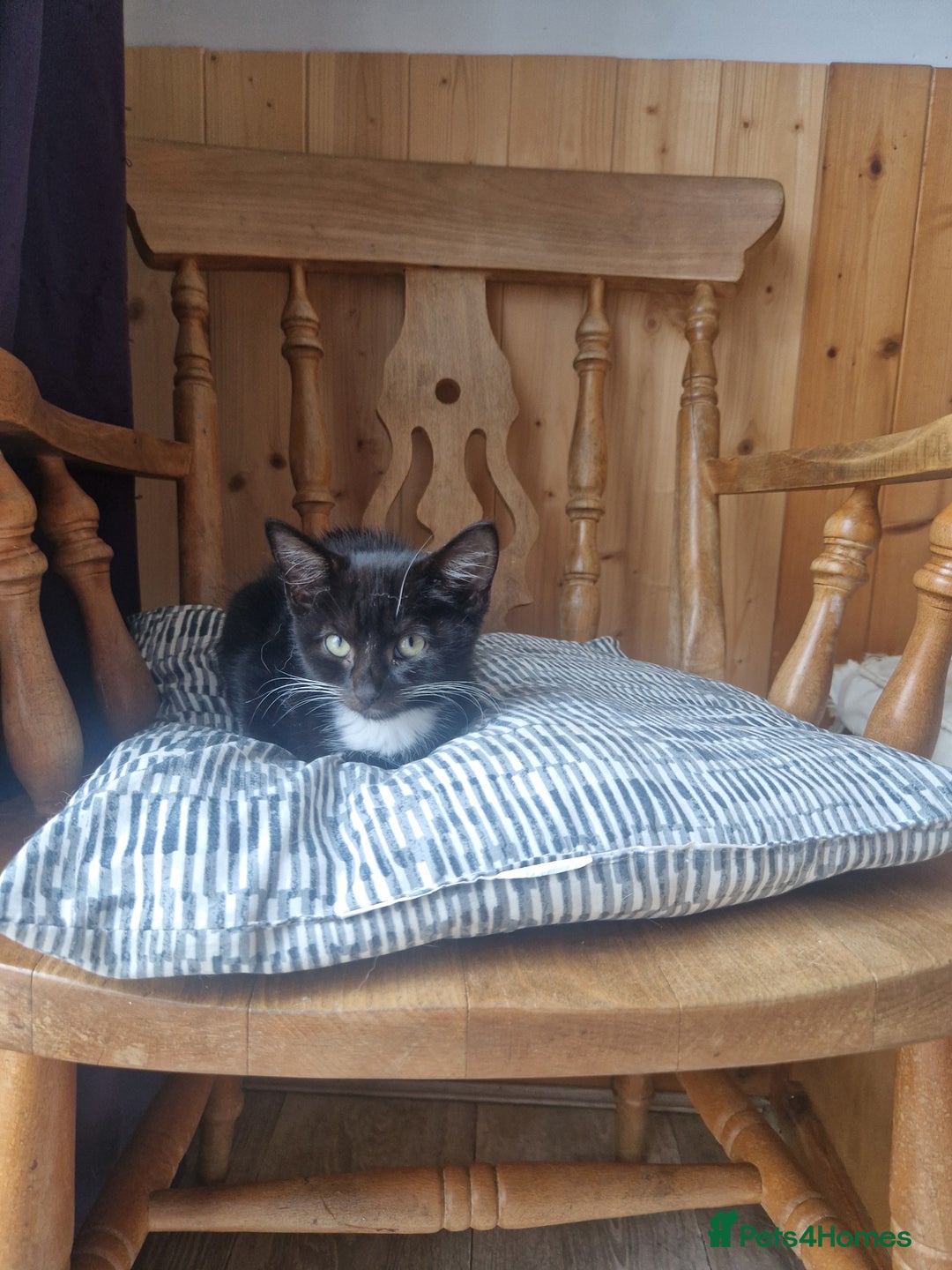 Mixed Breed cats for sale: 2 male 1 female kitten very ready to go - Image 4