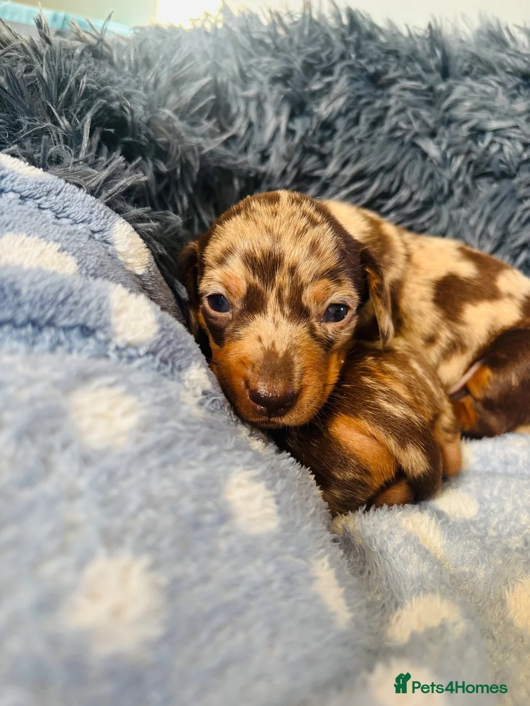Miniature Dachshund dogs for sale: Beautiful dapple miniature dachshund puppies  in Whitby - Advert 1