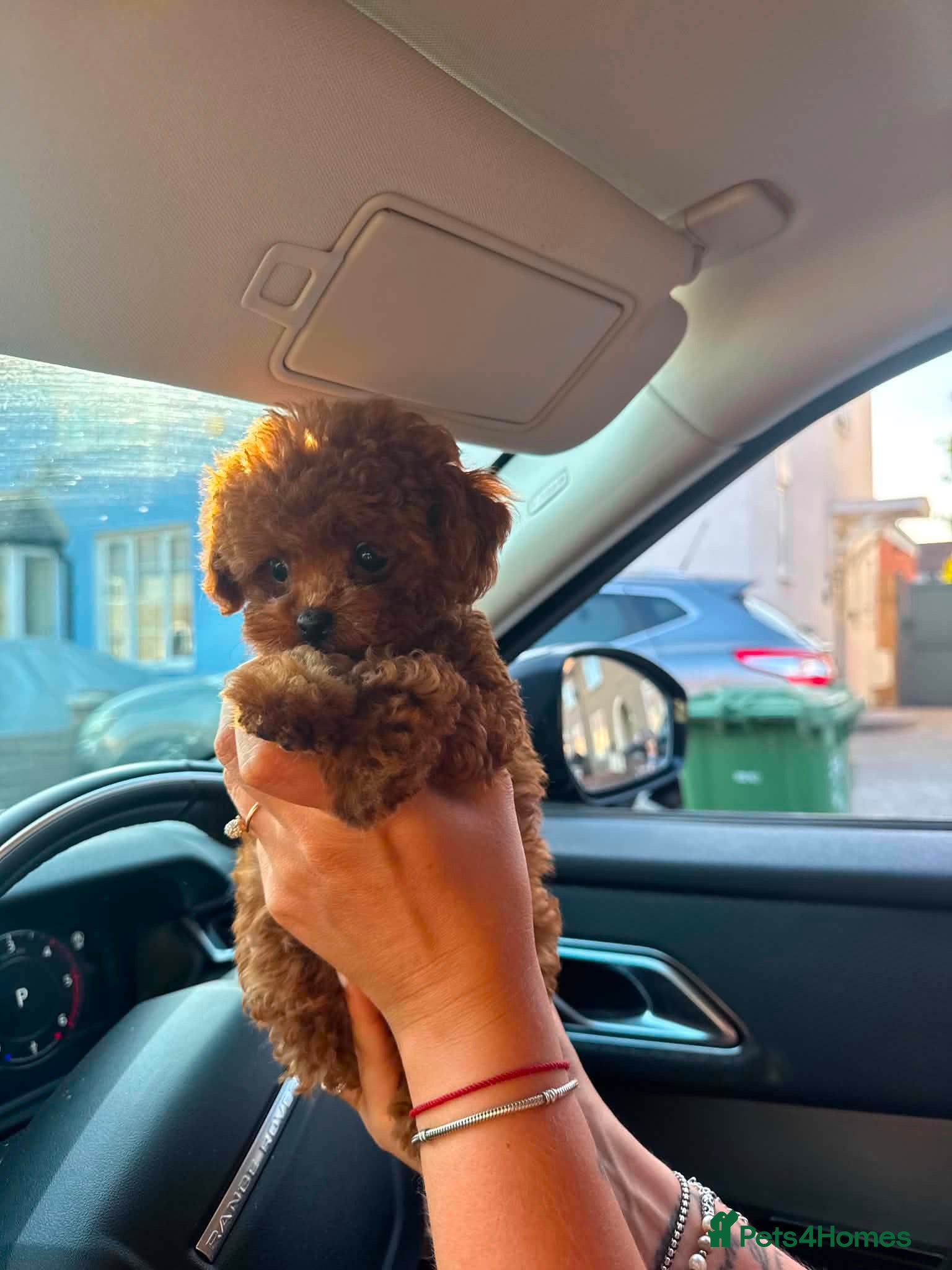 Toy Poodle dogs Tiny Asian Toy Poodle Boys 🐾 Ready to Reserve! - Advert 1