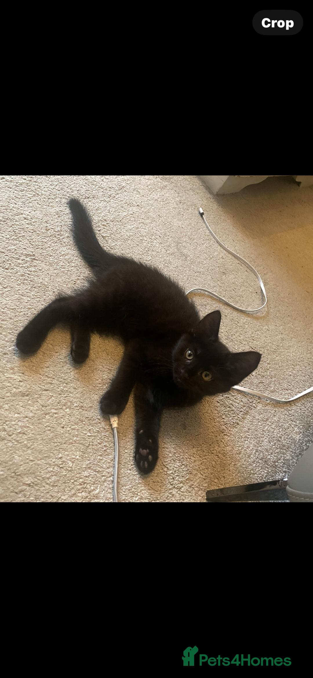 Brazilian Shorthair cats for sale: Little black rescue kitten - Image 15