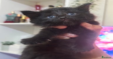 British Longhair cats - Advert 1