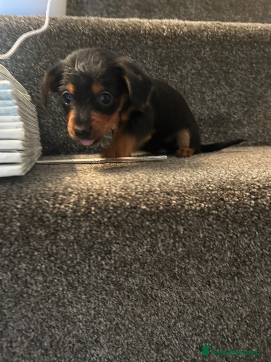 Mixed Breed dogs for sale: Miniature Dorkies - Image 28