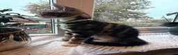 Mixed Breed cats for sale: 4 lovely kittens looking for loving & caring home in Luton - Advert 20
