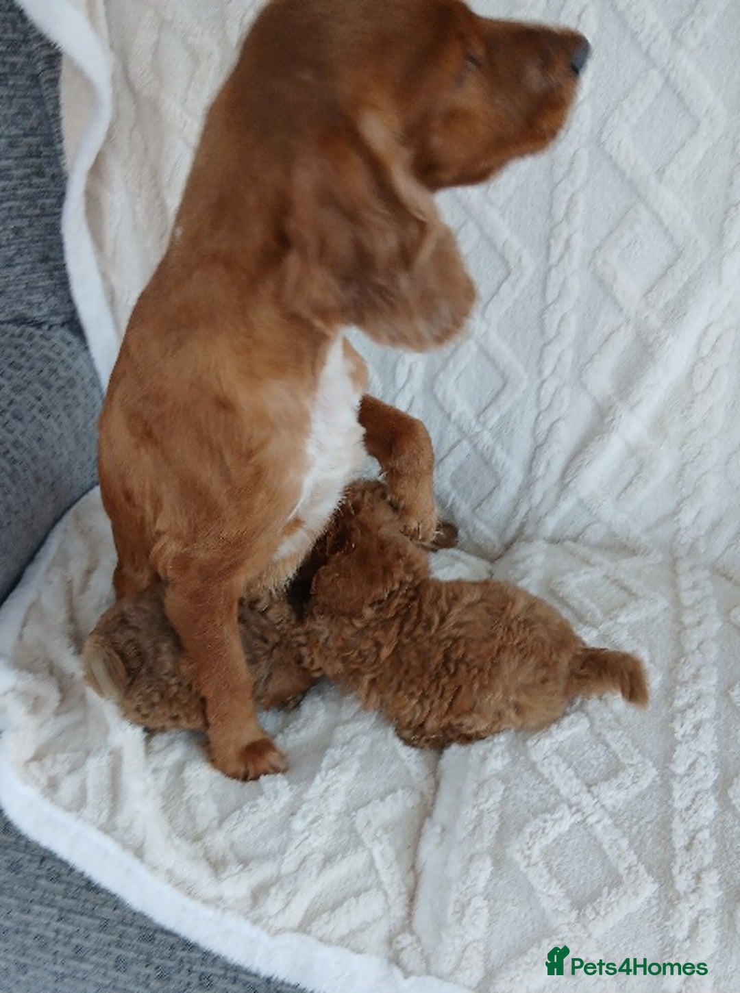 Cockapoo dogs for sale: Cockapoo Puppies PRA UNAFFECTED  - Advert 8