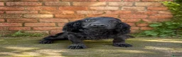 Sprocker dogs for sale: Black Sprocker Pups - Advert 4
