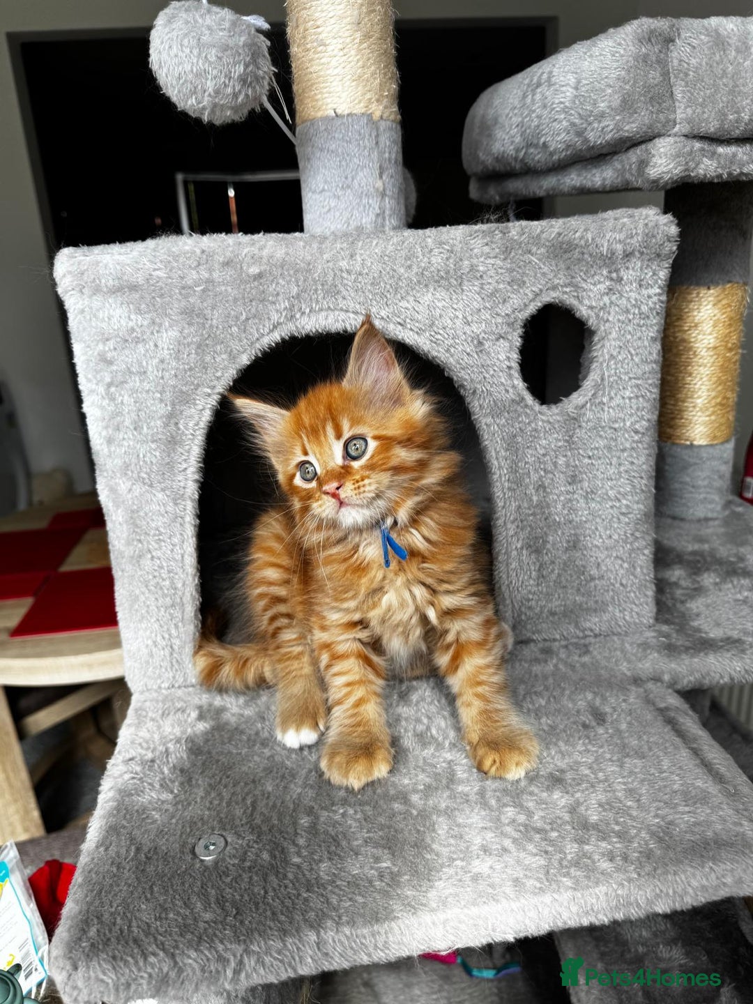 Maine Coon cats for sale: Ginger Polydactyl Main Coon kittens available - Image 2