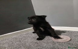Mixed Breed dogs for sale: German Shepherd x huskita.  - Image 21