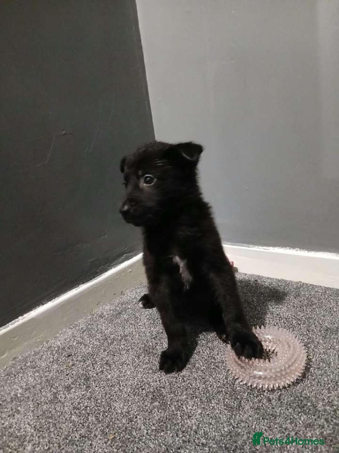 Mixed Breed dogs for sale: German Shepherd x huskita.  - Image 21