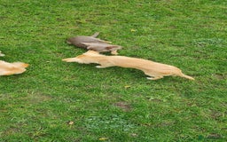 Chihuahua dogs for sale: Mini  **  chihuahua puppies  - Image 5