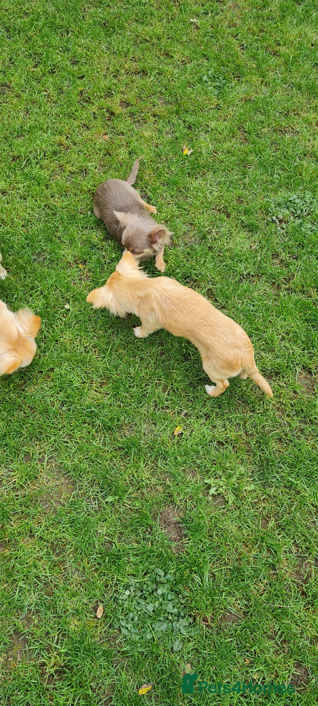 Chihuahua dogs for sale: Mini  **  chihuahua puppies  - Image 5