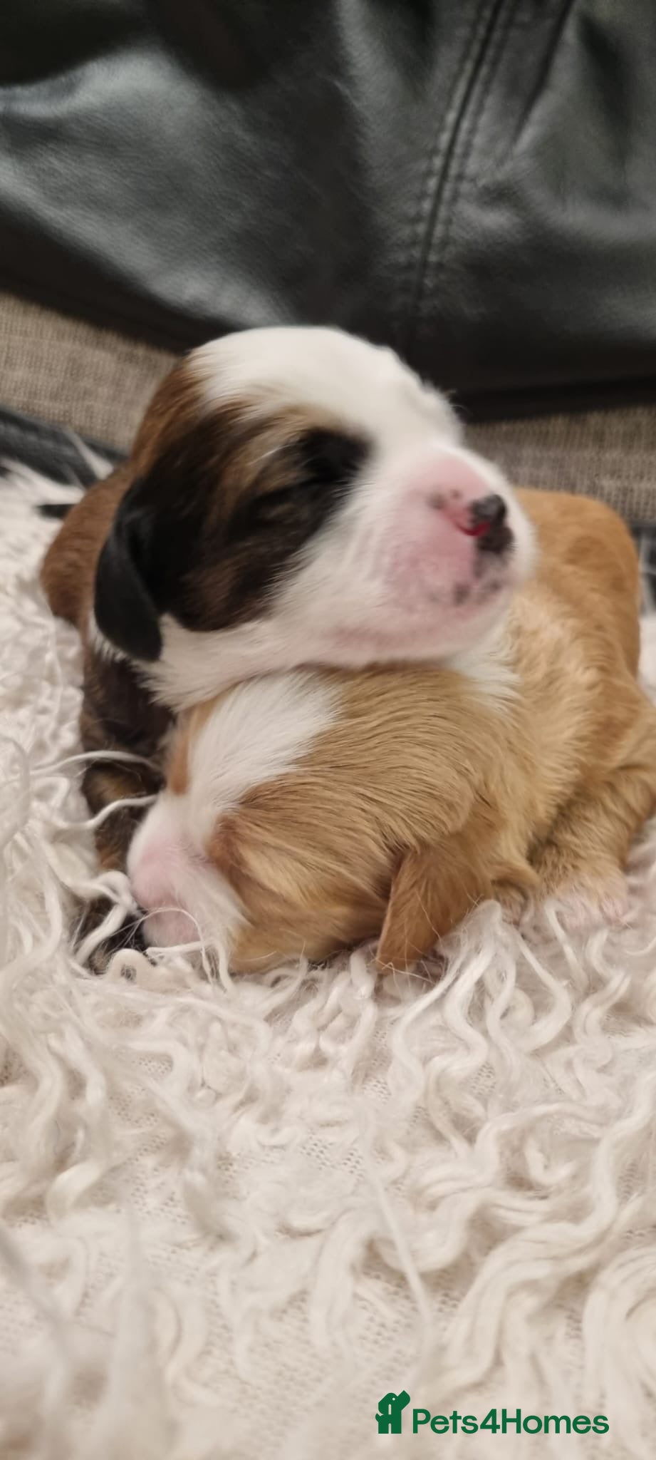 Tibetan Terrier dogs LAST 2 Stunning Tibetan Terrier Puppies ! - Advert 4
