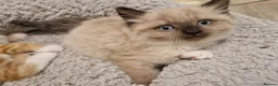 Mixed Breed cats for sale: Kitten - Advert 8