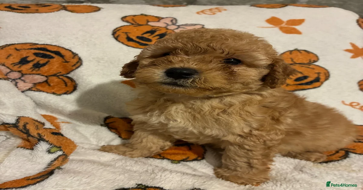 Mixed Breed Puppies for sale in London, Greater London | Pets4Homes