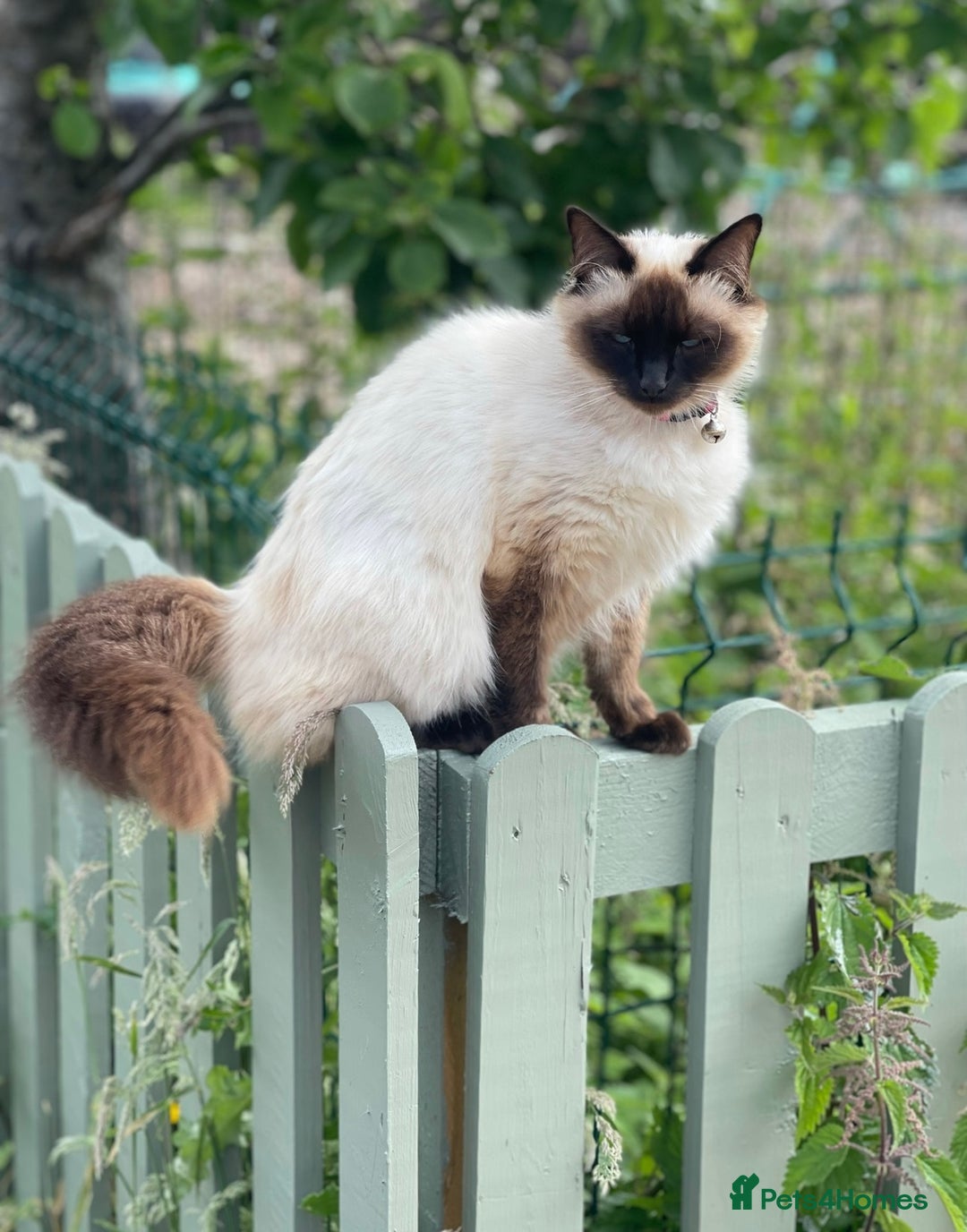 Ragdoll cats for sale: Rehoming my Ragdoll Cat - Advert 2