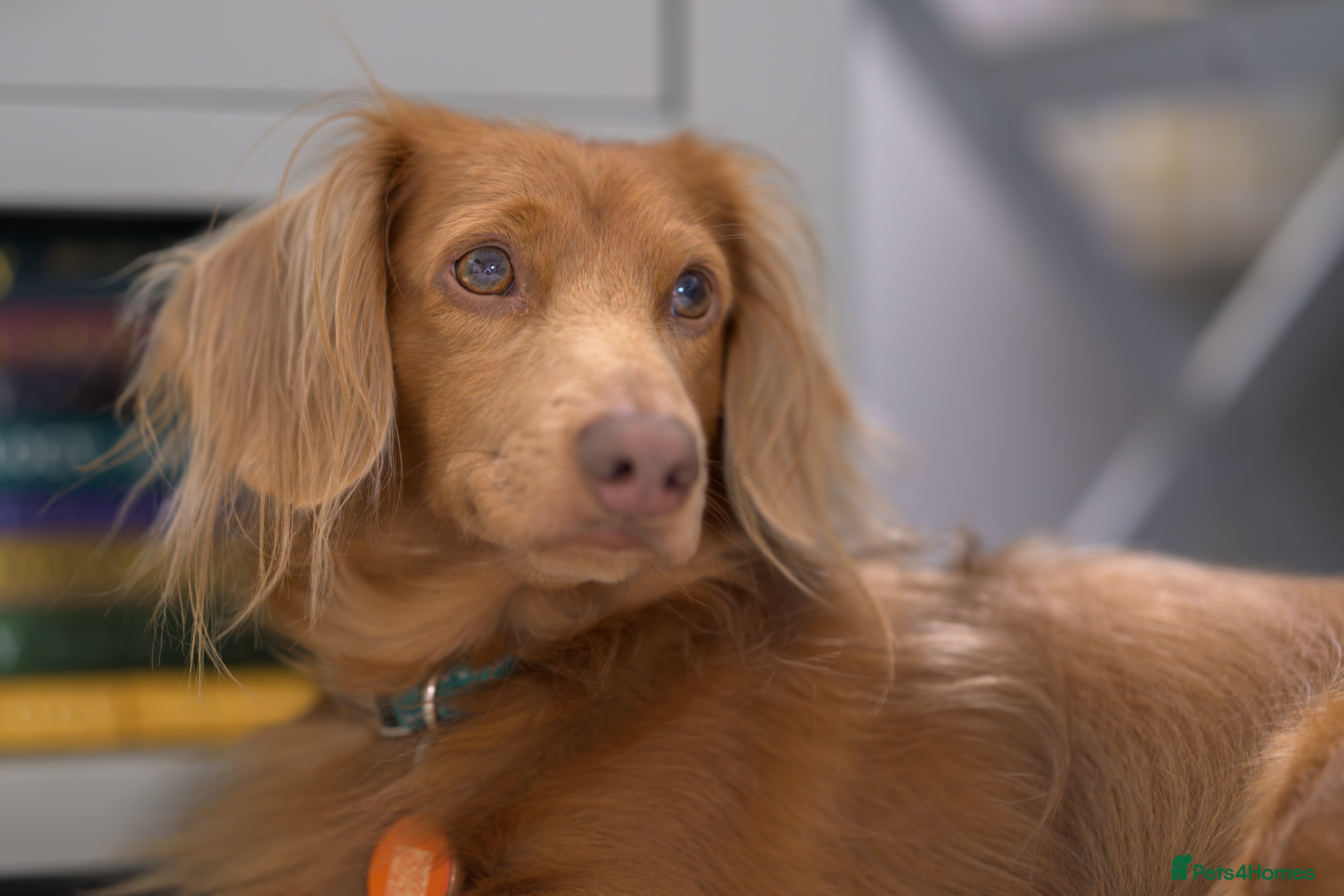 Dachshund dogs Dachshund miniature long Haired for stud - Advert 2