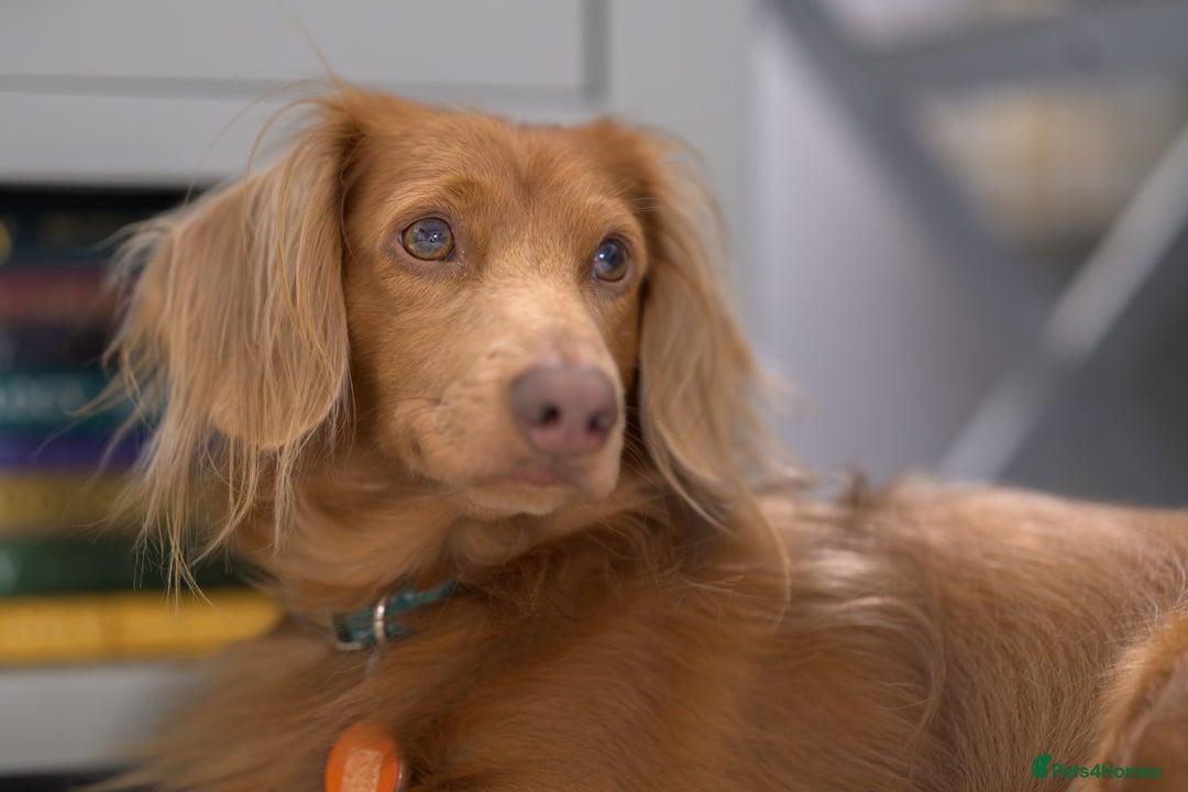 Dachshund dogs for stud: Dachshund miniature long Haired for stud - Advert 1