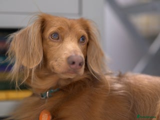 Dachshund dogs - Advert 13