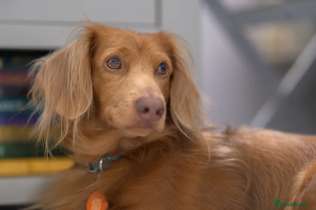 Dachshund dogs for stud: Dachshund miniature long Haired for stud - Advert 1