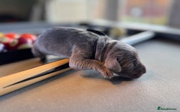 Weimaraner dogs for sale: 🐾Adorable KC Registered Weimaraner Puppies🐾 - Image 24