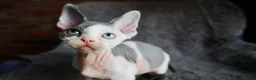 Devon Rex cats for sale: Odd eye Devon Rex boy available - Advert 5