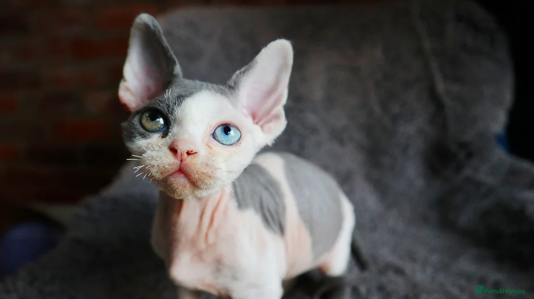 Devon Rex cats for sale: Odd eye Devon Rex boy available - Advert 5