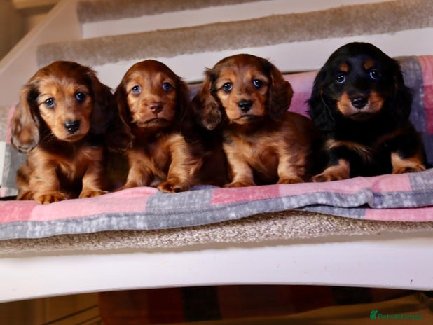 Miniature Dachshund dogs Exceptional Miniature longhaired dachshunds - Advert 7