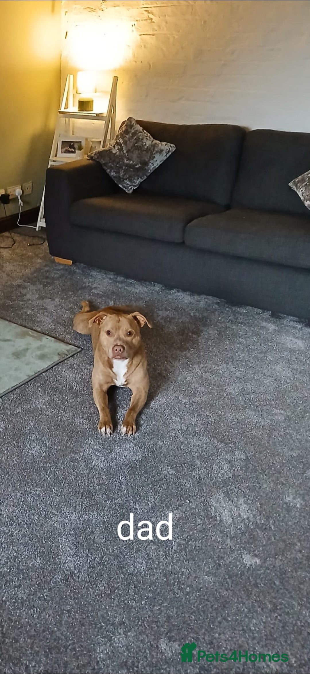 Staffordshire Bull Terrier dogs for sale: Beautiful staffy pups - Image 6