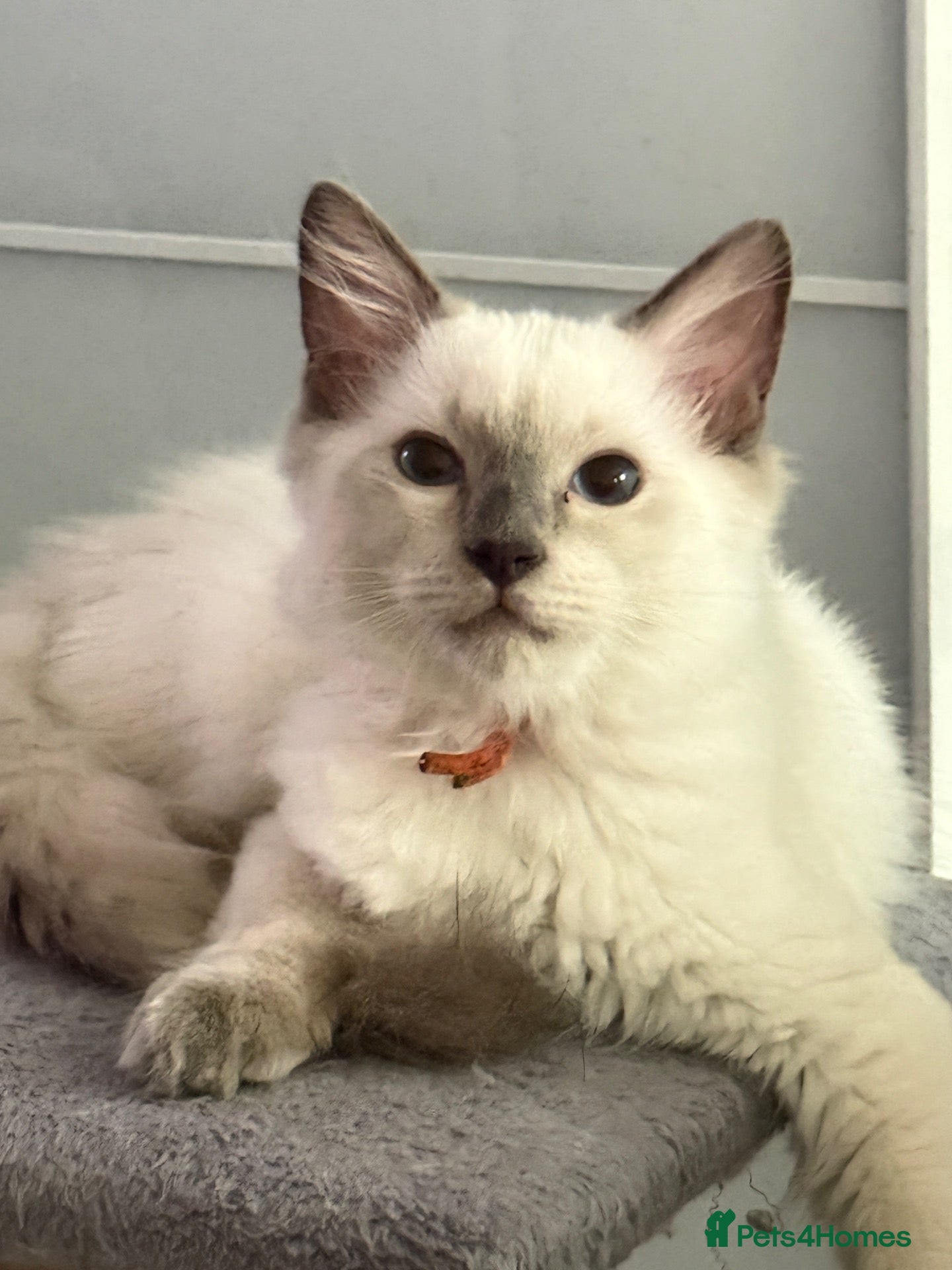 Ragdoll cats *** Last Male Blue Point Ragdoll Kittens ** - Advert 1