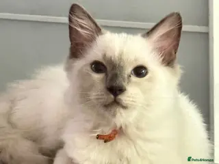 Ragdoll cats *** Last Male Blue Point Ragdoll Kittens ** - Advert 1