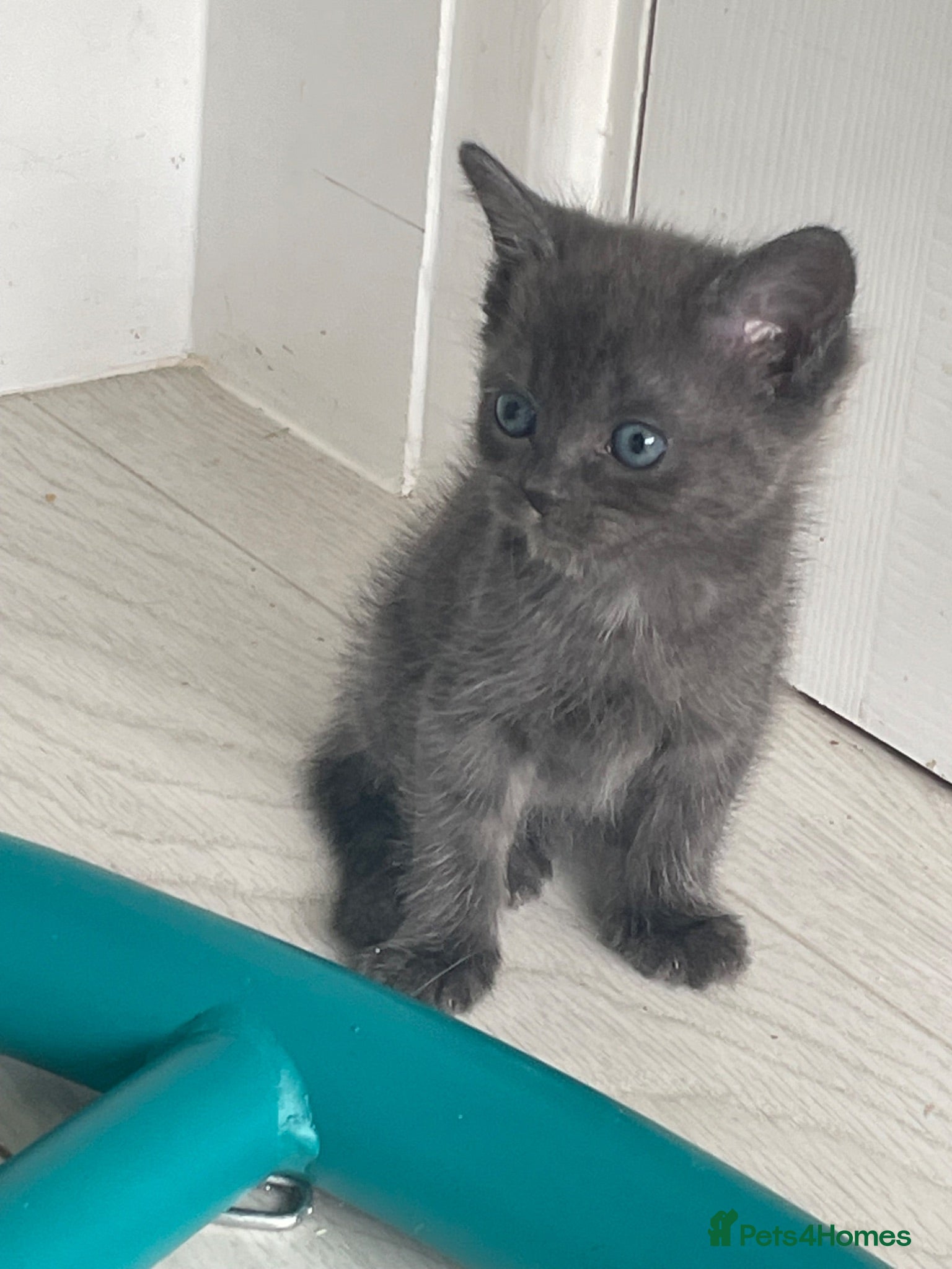 Mixed Breed cats Grey kittens  - Advert 3