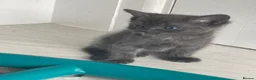 Mixed Breed cats for sale: Grey kittens  - Advert 4