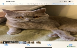 Scottish Fold cats for sale: For sale: five Scottish Kittens  - Image 8