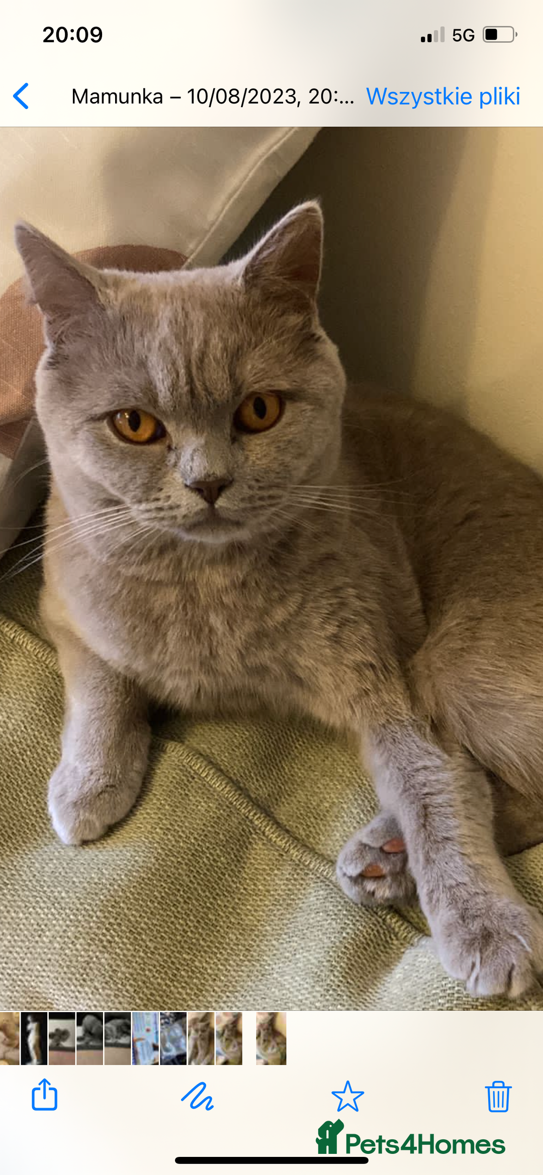 Scottish Fold cats for sale: For sale: five Scottish Kittens  - Image 8