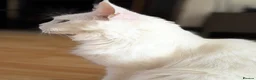 Maine Coon cats for sale: 4 stunning babies - Advert 3
