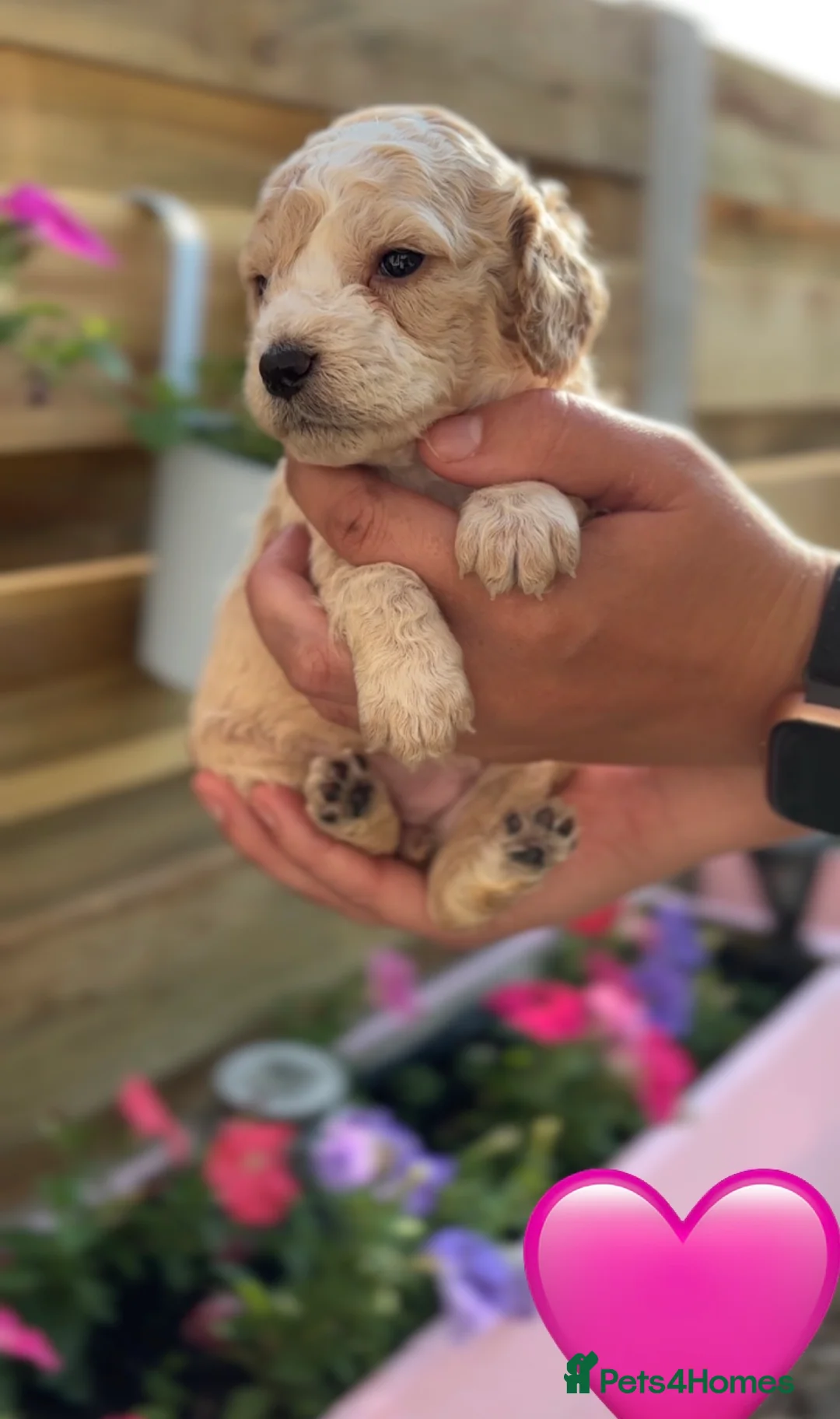 Cockapoo dogs for sale: F2 cockapoo puppy in Durham - Advert 7