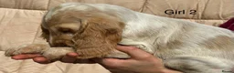 Cocker Spaniel dogs for sale: KC registered show type cocker spaniels Ready now  - Advert 30