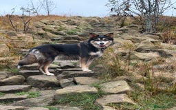Border Collie dogs for sale: Female Border Collie - Image 7