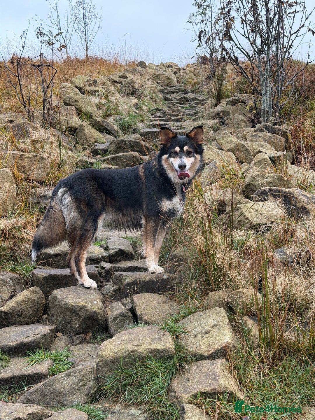 Border Collie dogs for sale: Female Border Collie - Image 7