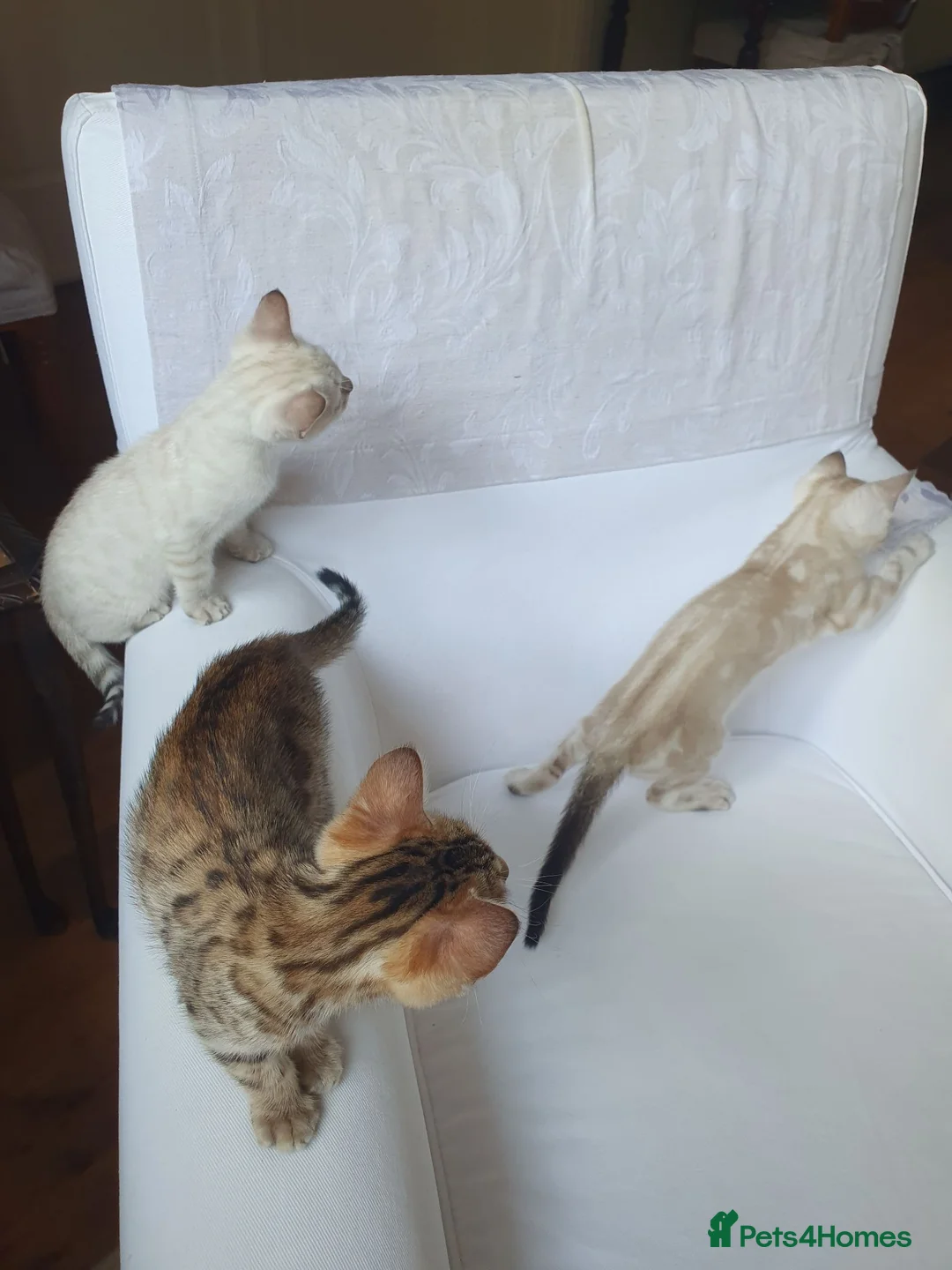 Bengal cats for sale: Pure Bengal kittens - 3 girls left - Advert 2