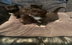 Mixed Breed cats for sale: Beautiful bundle of kittens ready for new homes  - Image 7