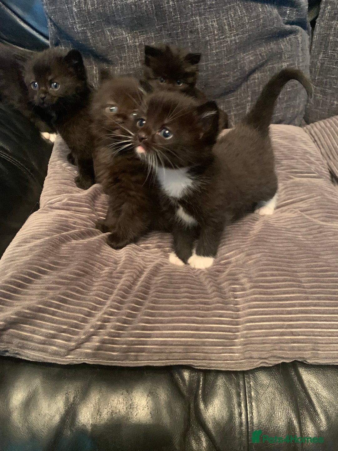 Mixed Breed cats for sale: Beautiful bundle of kittens ready for new homes  - Image 7