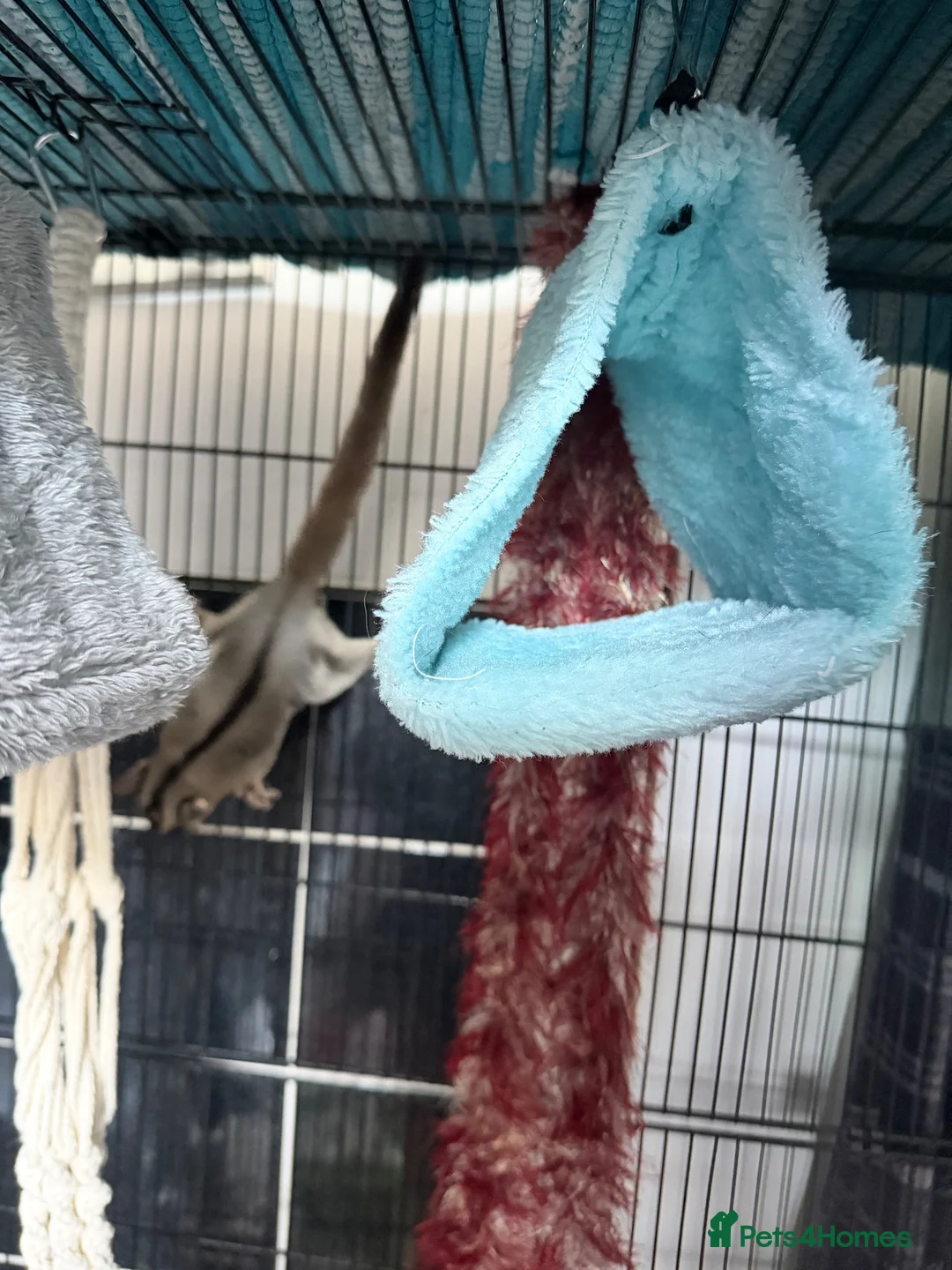 Sugar Glider rodents for sale: Male and female x breeding pair  - Advert 2