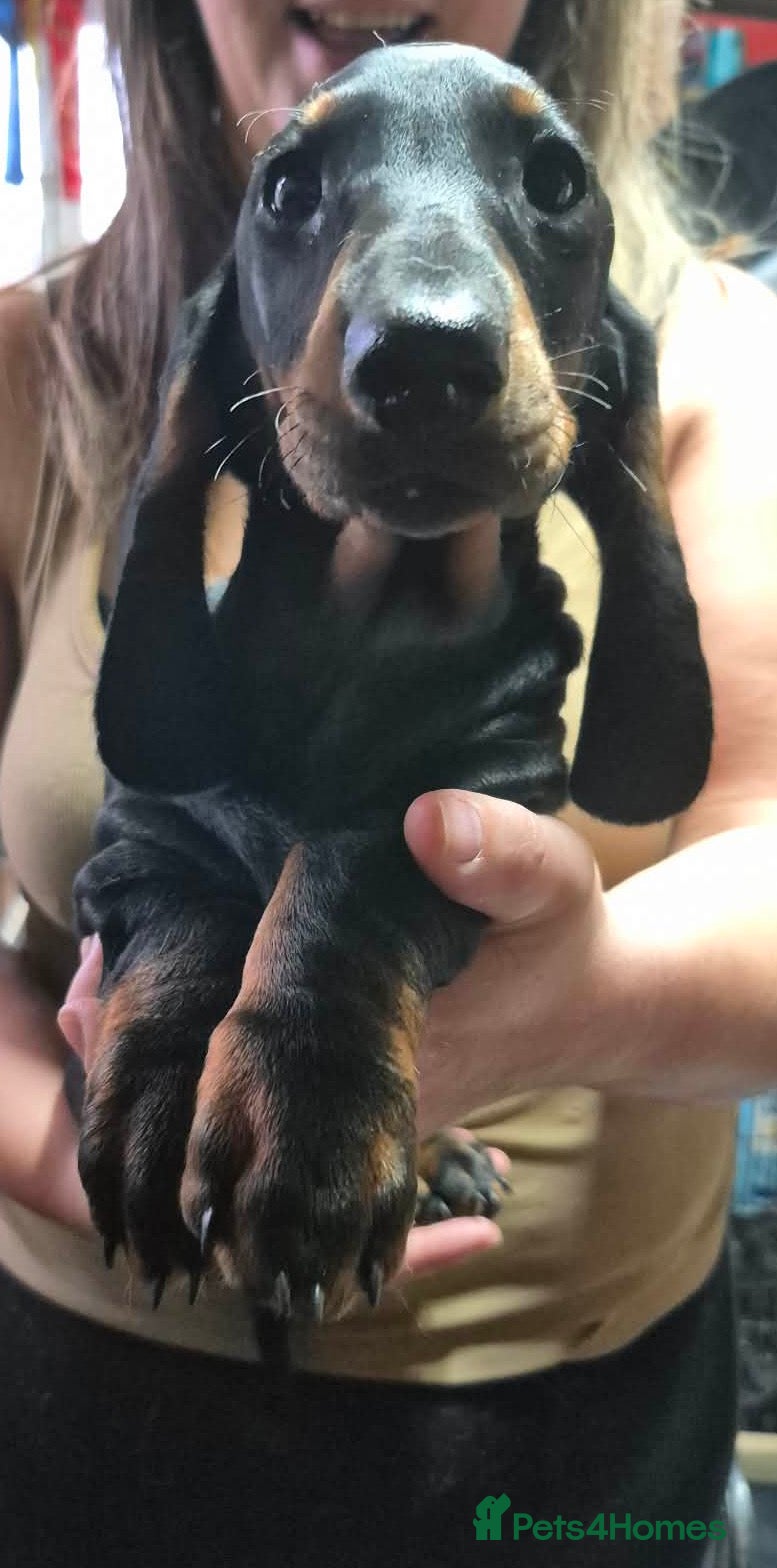Dachshund dogs Smooth hair Dachshund puppies  - Advert 4